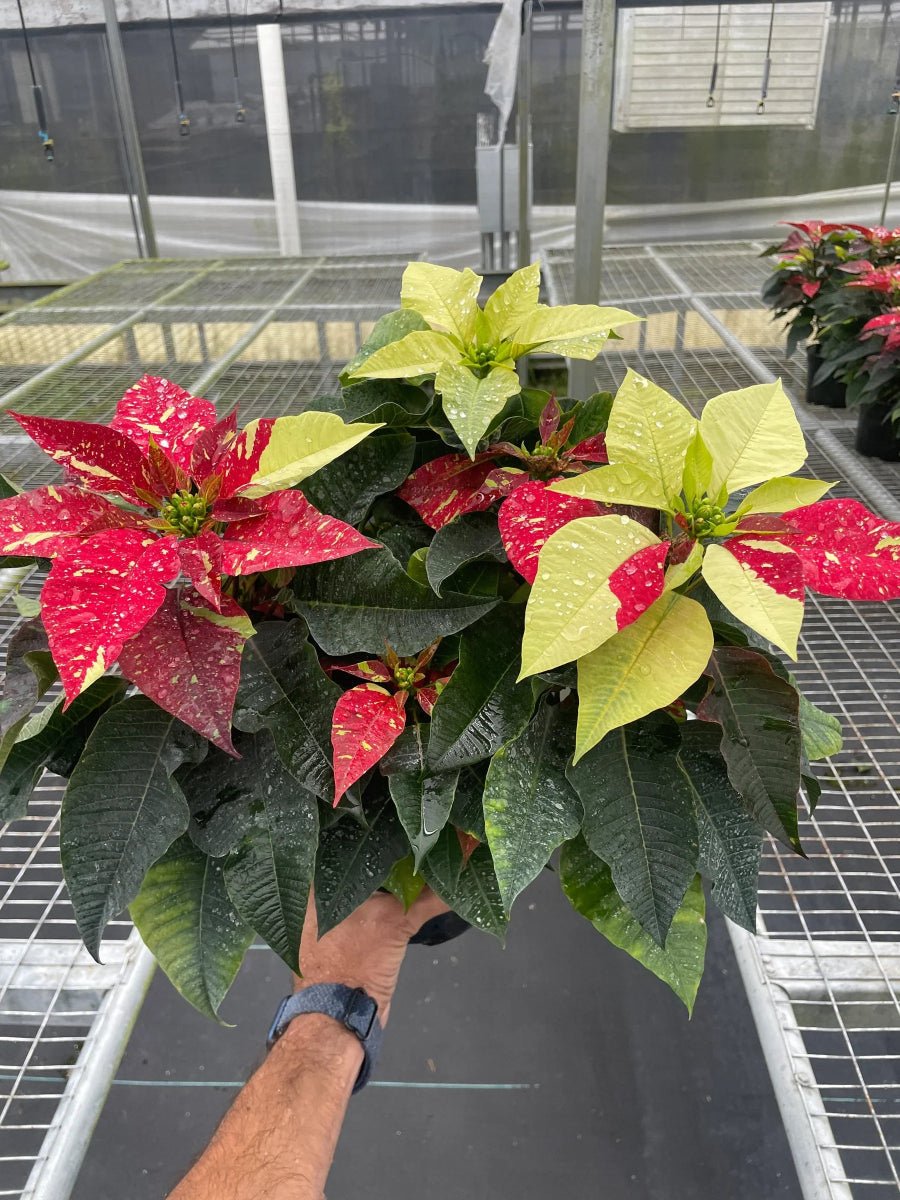 Poinsettia 'Red Glitter'-Indoor Plants-Trendy Gardener