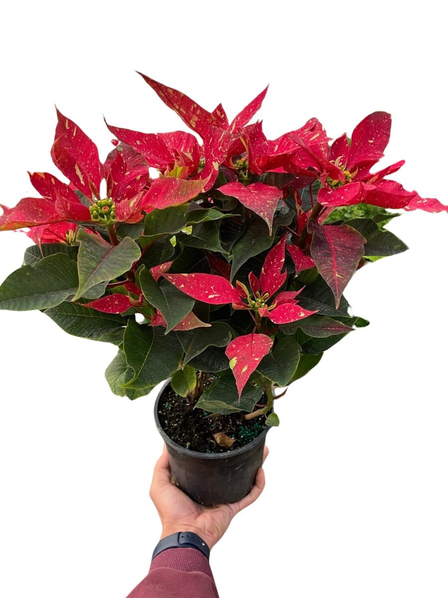 Poinsettia 'Red Glitter'-Indoor Plants-Trendy Gardener