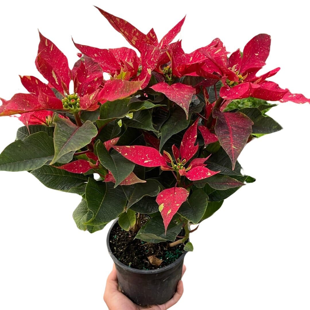 Poinsettia 'Red Glitter'-Indoor Plants-Trendy Gardener