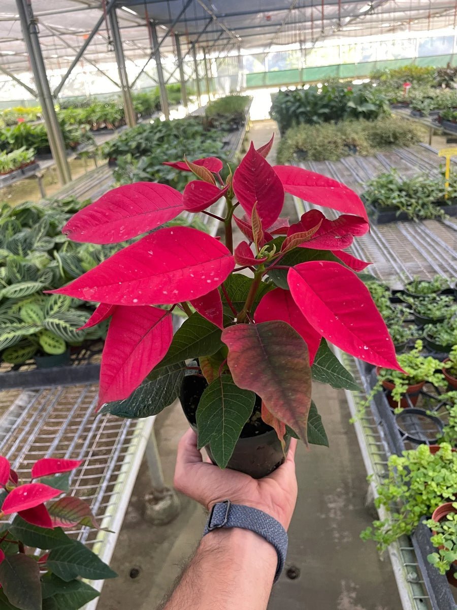 Poinsettia 'Red'-Indoor Plants-Trendy Gardener