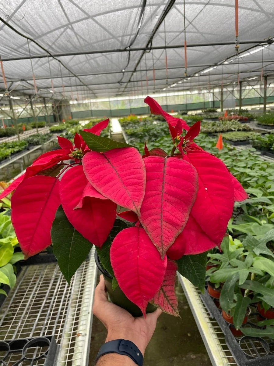 Poinsettia 'Red'-Indoor Plants-Trendy Gardener