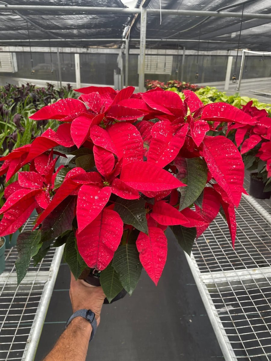 Poinsettia 'Red'-Indoor Plants-Trendy Gardener