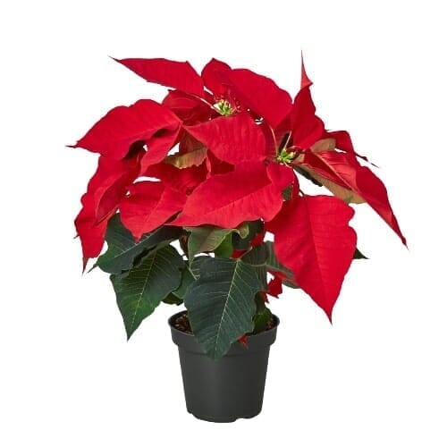 Poinsettia 'Red'-Indoor Plants-Trendy Gardener