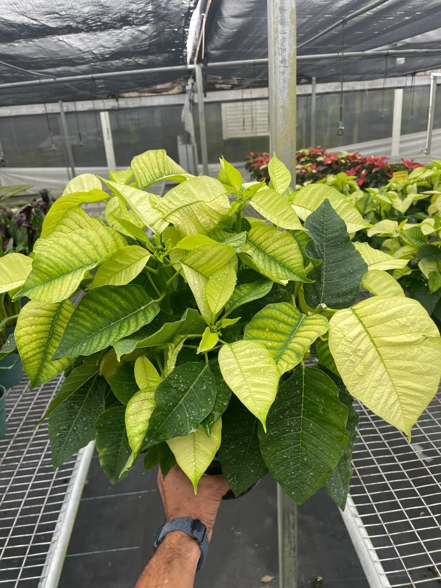 Poinsettia 'White'-Indoor Plants-Trendy Gardener