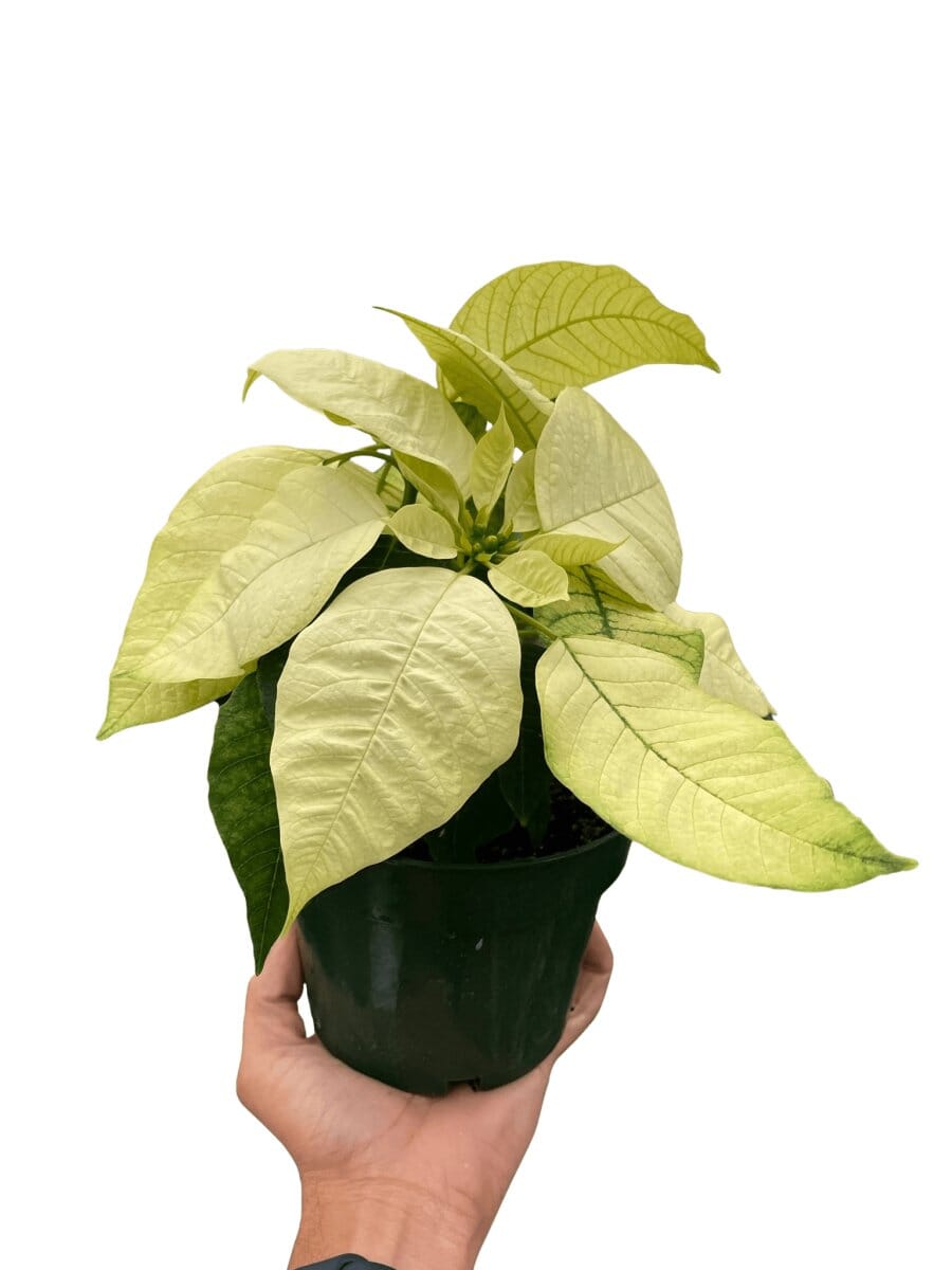 Poinsettia 'White'-Indoor Plants-Trendy Gardener