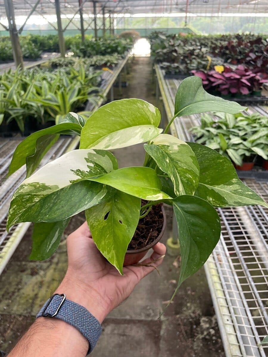 Pothos 'Albo Variegata'-Indoor Plants-Trendy Gardener