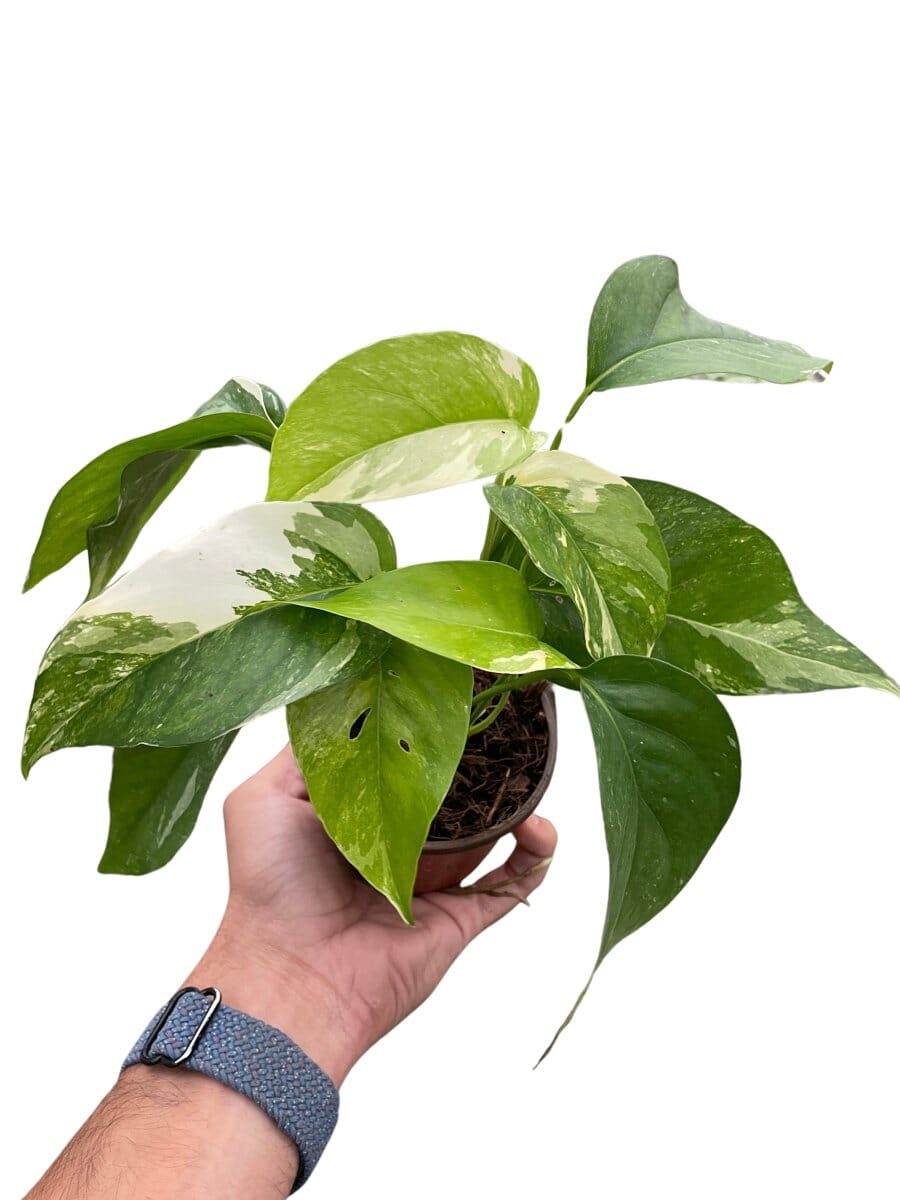 Pothos 'Albo Variegata'-Indoor Plants-Trendy Gardener