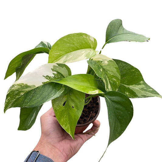 Pothos 'Albo Variegata'-Indoor Plants-Trendy Gardener