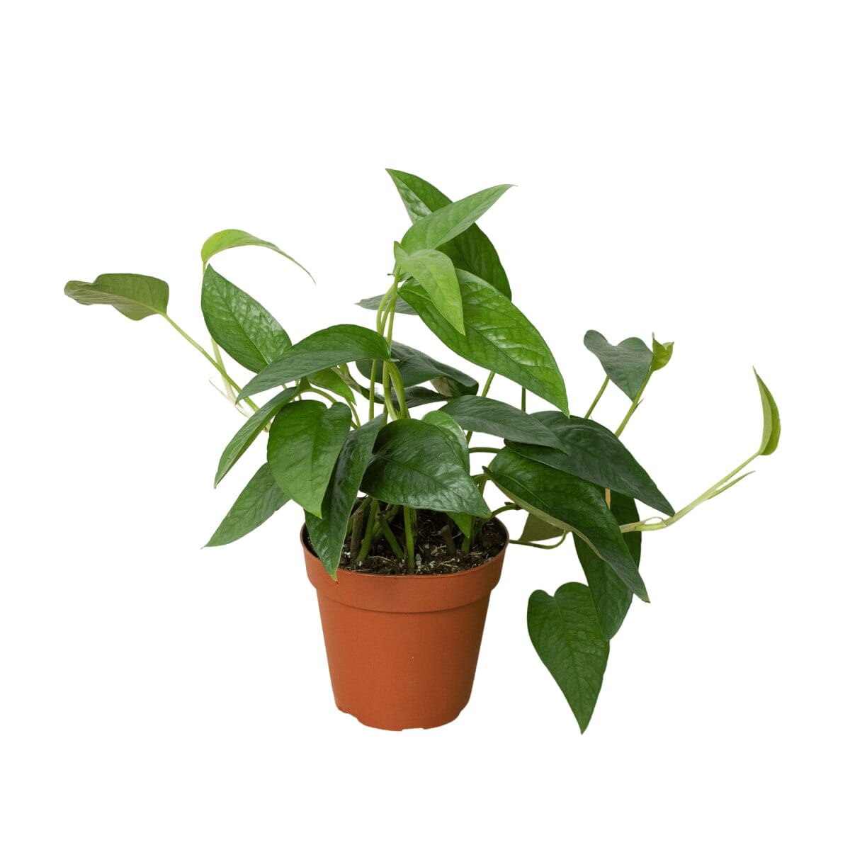 Pothos 'Cebu Blue'-Indoor Plants-Trendy Gardener