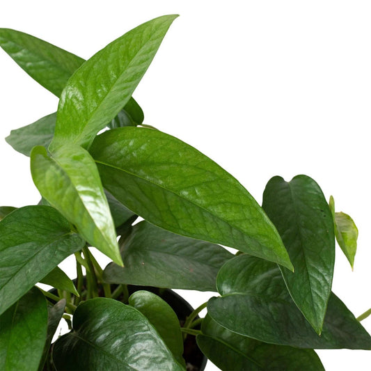 Pothos 'Cebu Blue'-Indoor Plants-Trendy Gardener