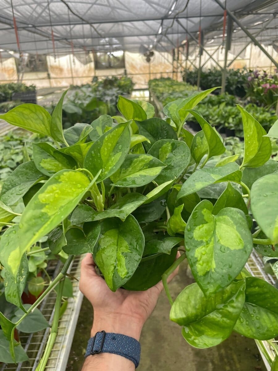 Pothos 'Global Green'-Indoor Plants-Trendy Gardener