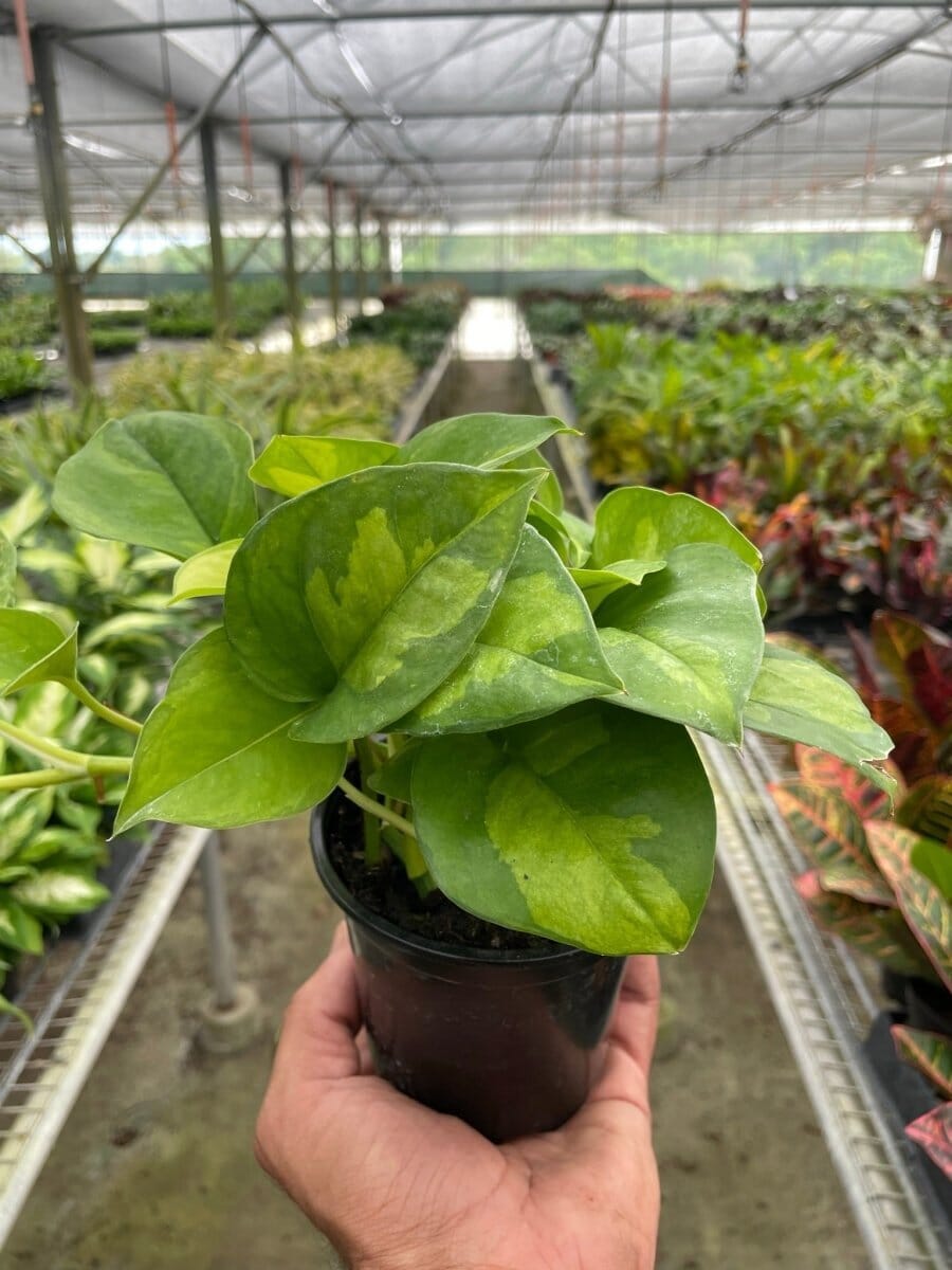 Pothos 'Global Green'-Indoor Plants-Trendy Gardener