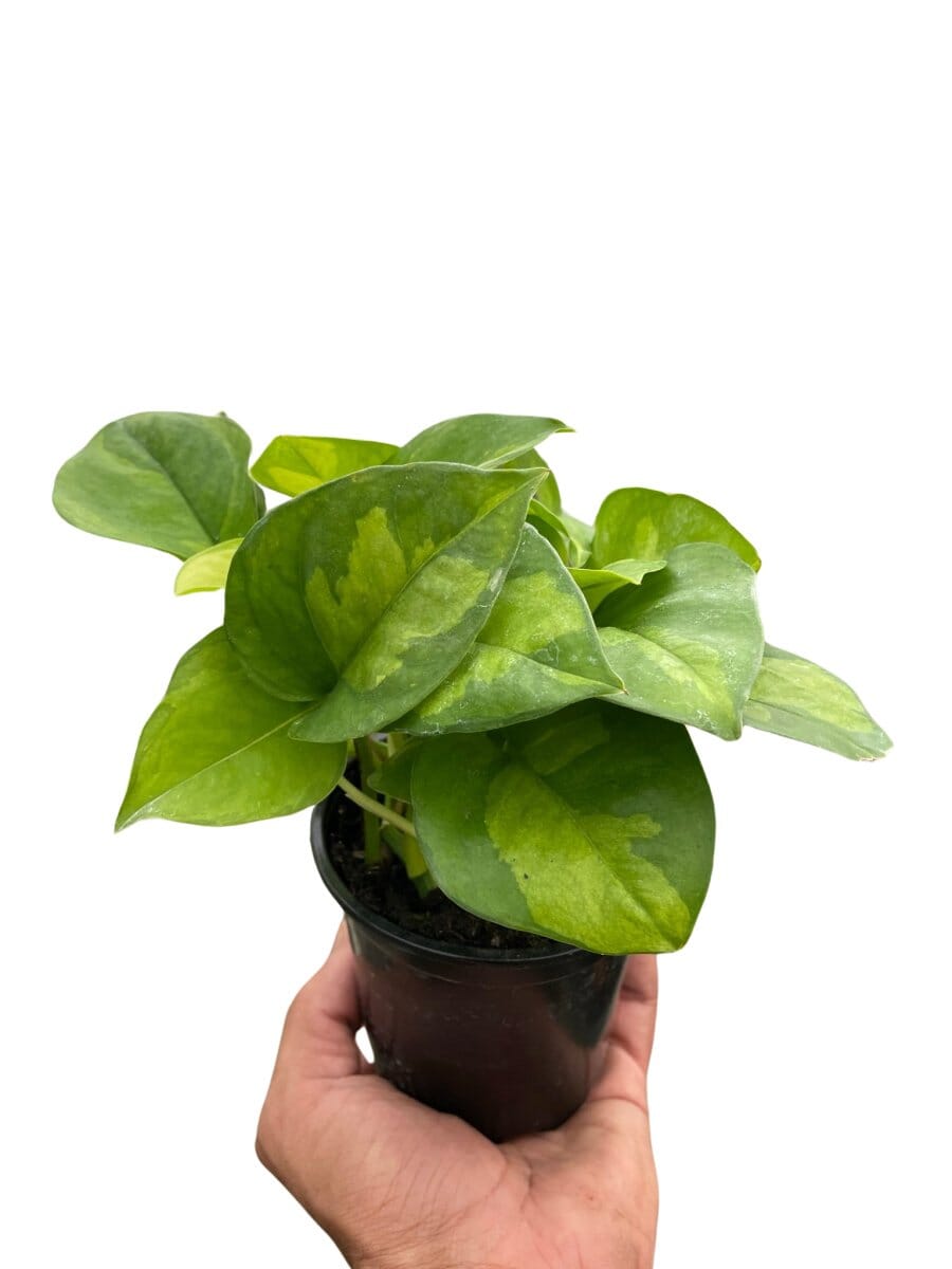 Pothos 'Global Green'-Indoor Plants-Trendy Gardener