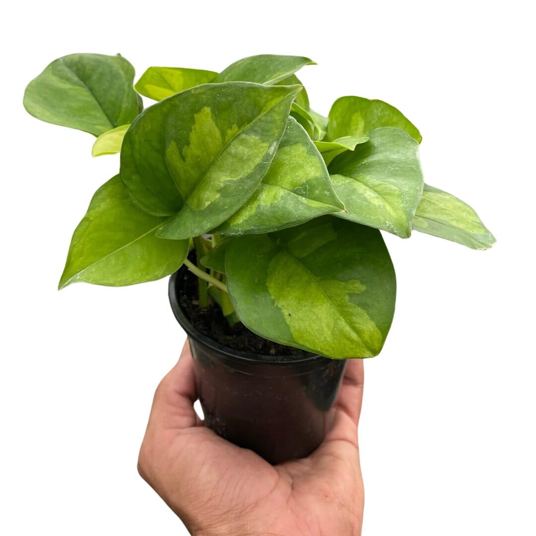 Pothos 'Global Green'-Indoor Plants-Trendy Gardener