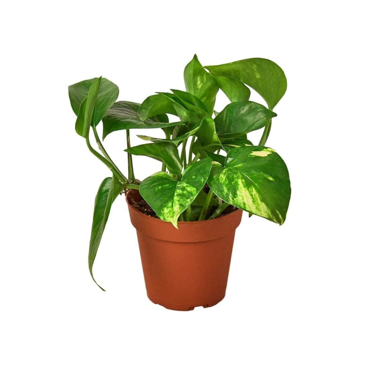 Pothos 'Golden'-Indoor Plants-Trendy Gardener