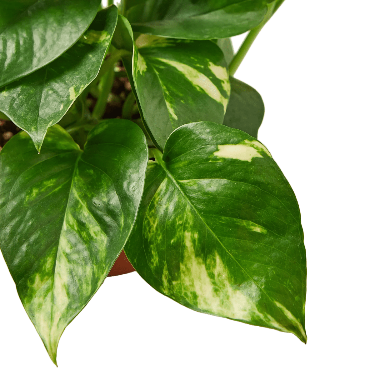 Pothos 'Golden'-Indoor Plants-Trendy Gardener