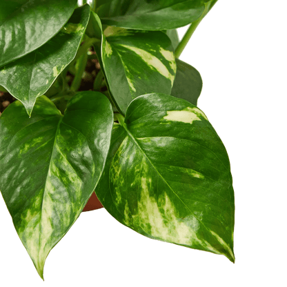 Pothos 'Golden'-Indoor Plants-Trendy Gardener