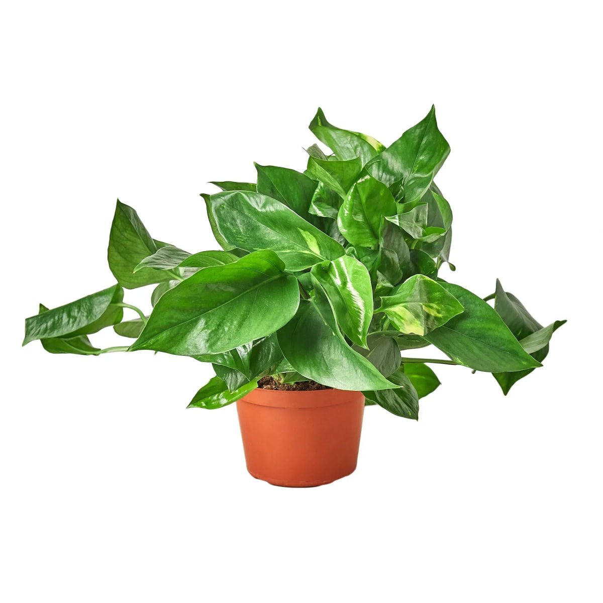 Pothos 'Golden'-Indoor Plants-Trendy Gardener