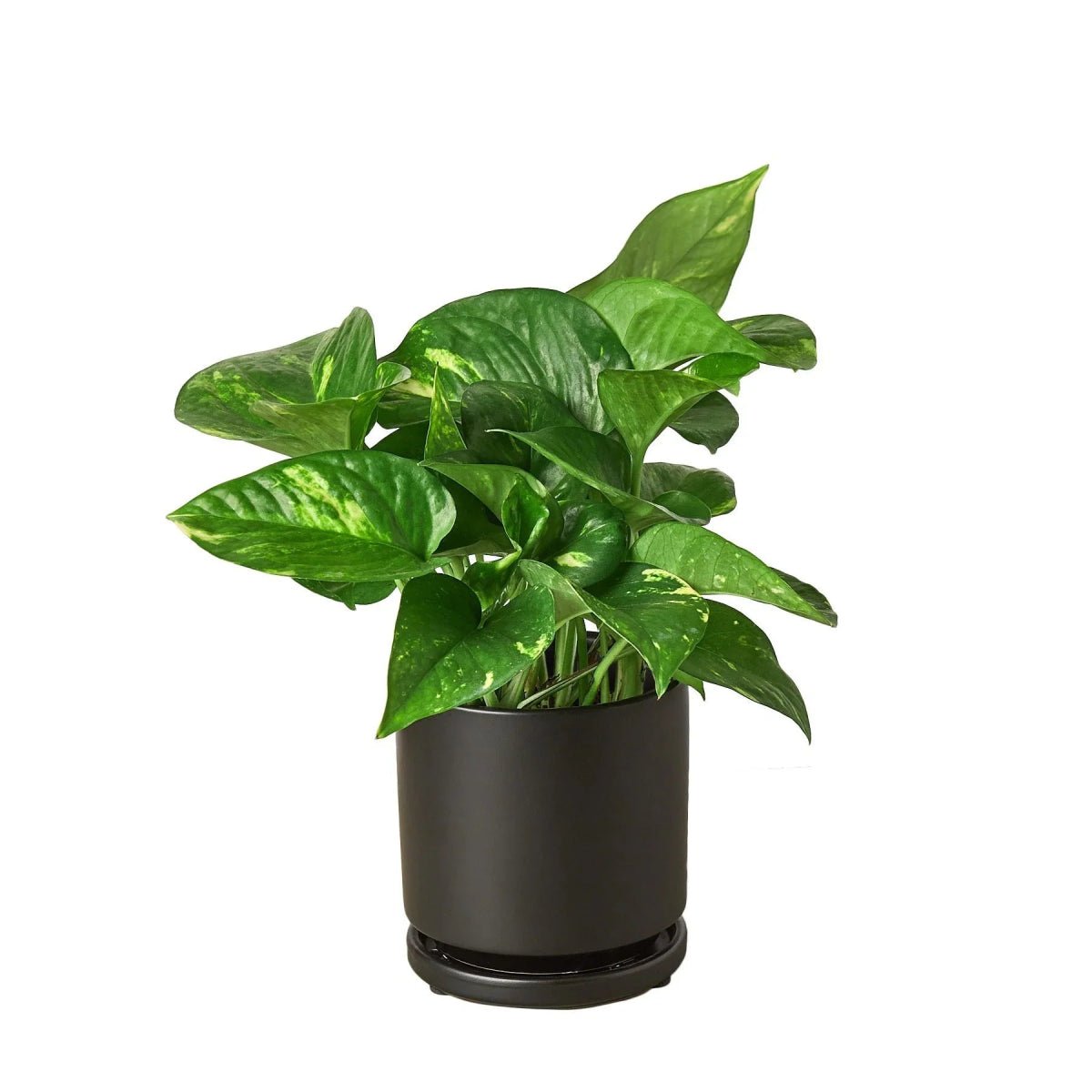 Pothos 'Golden'-Indoor Plants-Trendy Gardener