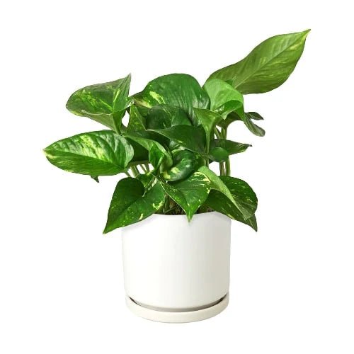 Pothos 'Golden'-Indoor Plants-Trendy Gardener