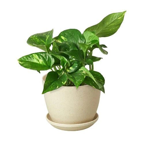 Pothos 'Golden'-Indoor Plants-Trendy Gardener