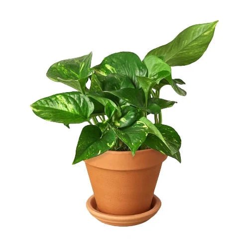 Pothos 'Golden'-Indoor Plants-Trendy Gardener