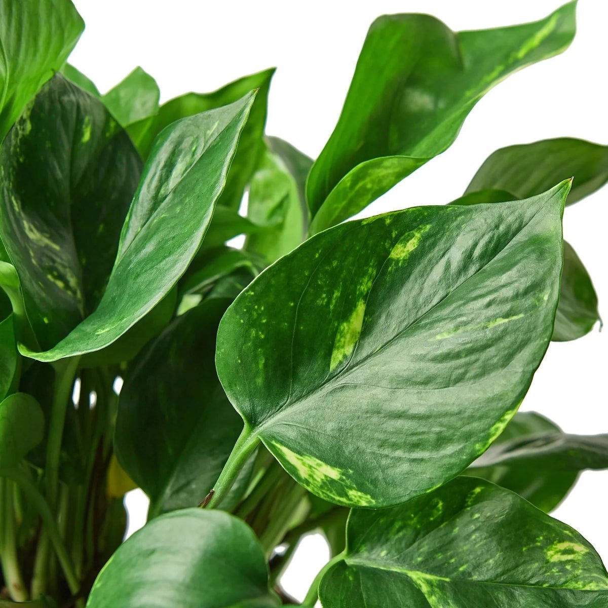 Pothos 'Golden'-Indoor Plants-Trendy Gardener