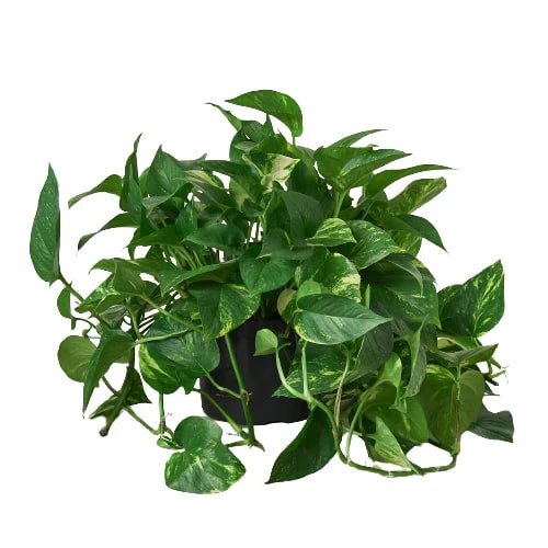 Pothos 'Golden'-Indoor Plants-Trendy Gardener