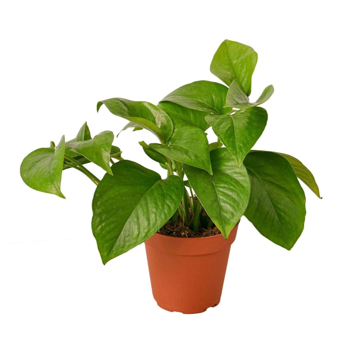 Pothos 'Green Queen'-Indoor Plants-Trendy Gardener