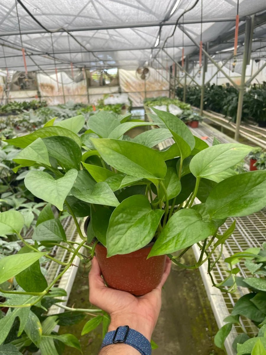 Pothos 'Green Queen'-Indoor Plants-Trendy Gardener