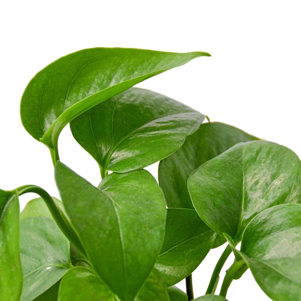 Pothos 'Green Queen'-Indoor Plants-Trendy Gardener