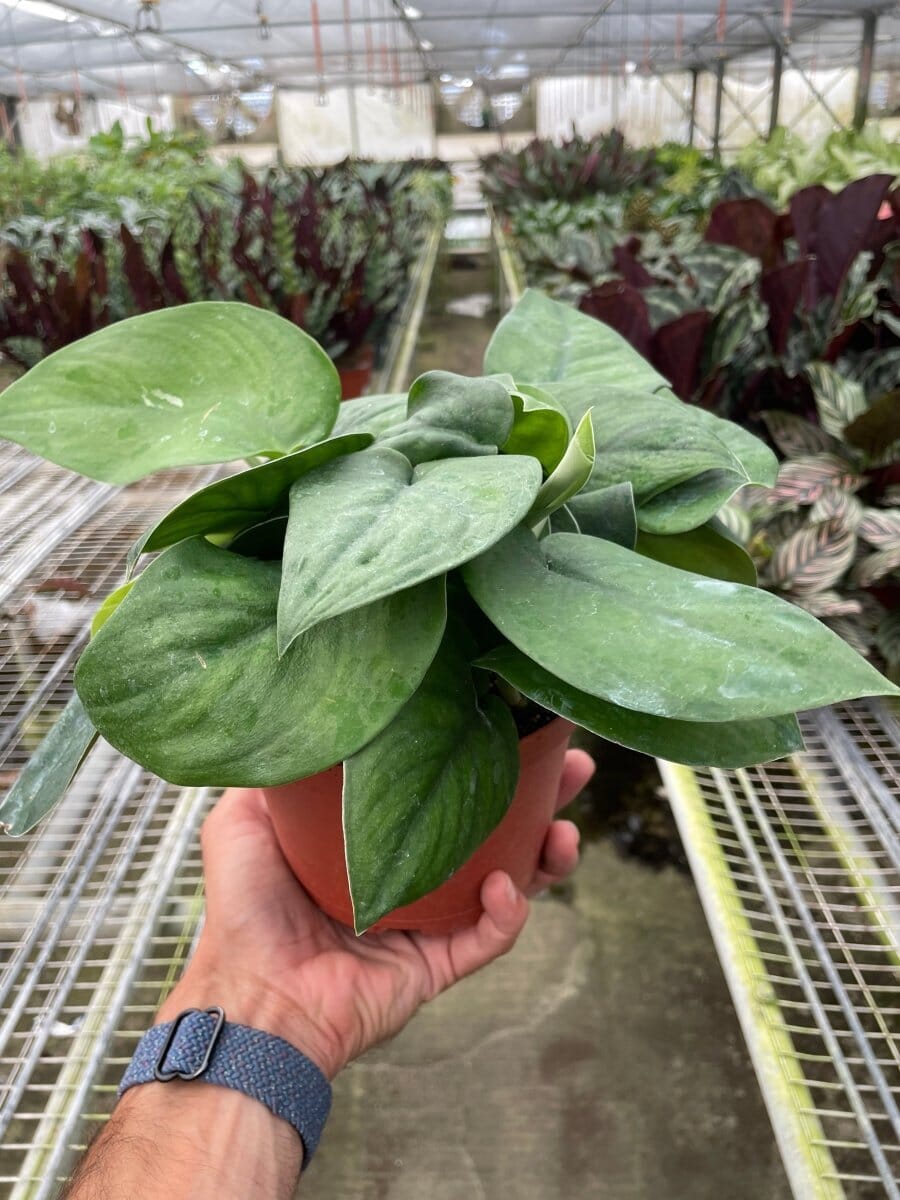 Pothos Jade Satin-Indoor Plants-Trendy Gardener