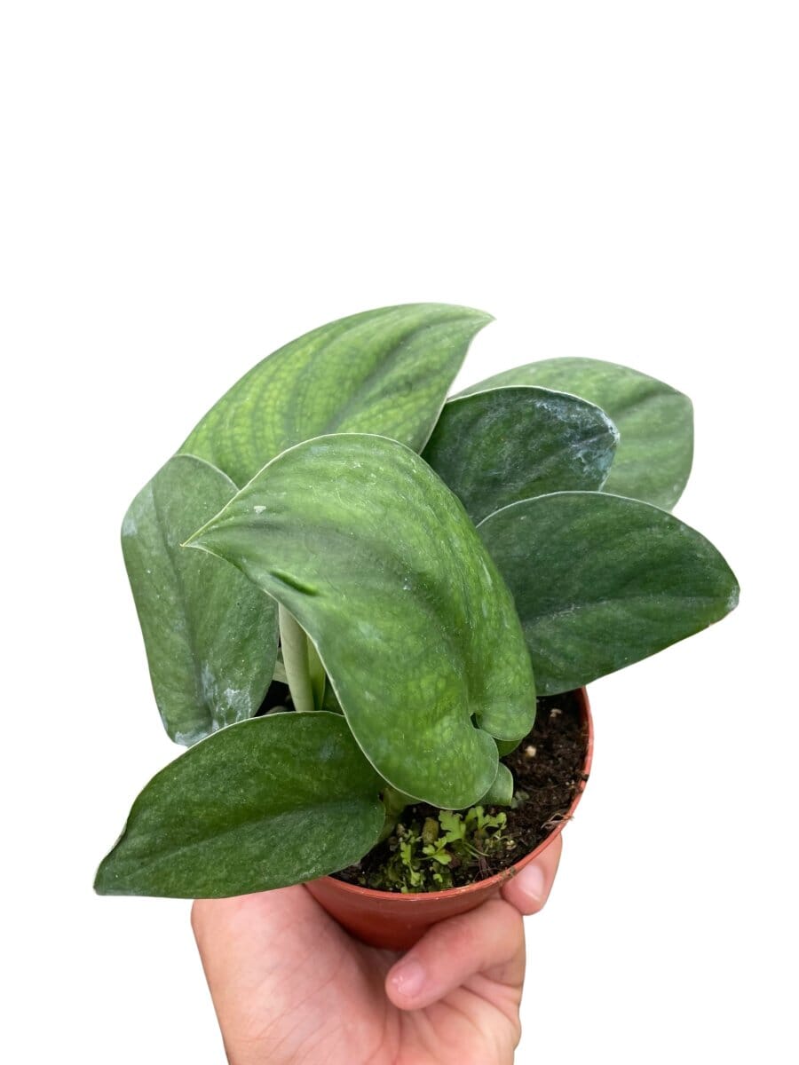 Pothos Jade Satin-Indoor Plants-Trendy Gardener