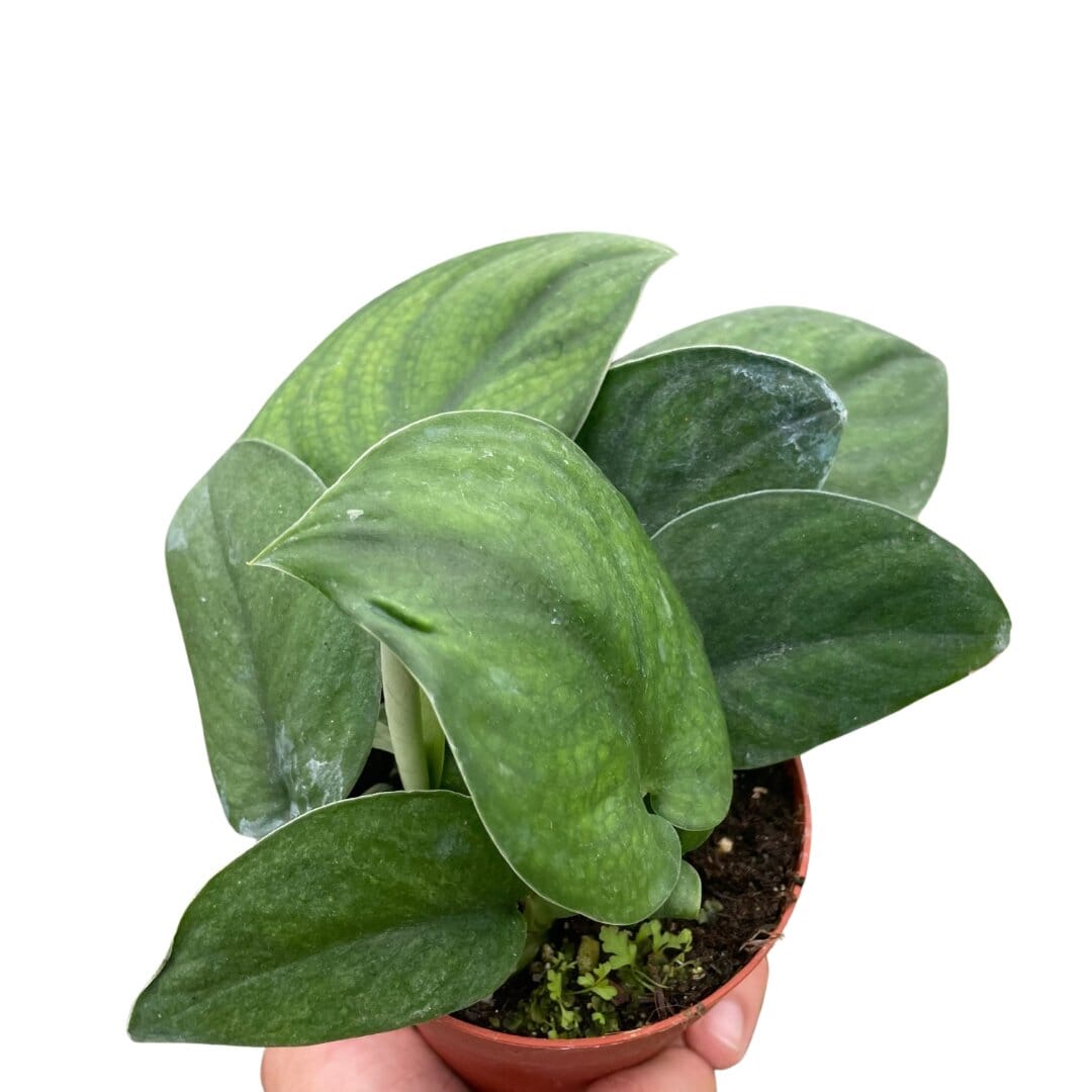 Pothos Jade Satin-Indoor Plants-Trendy Gardener