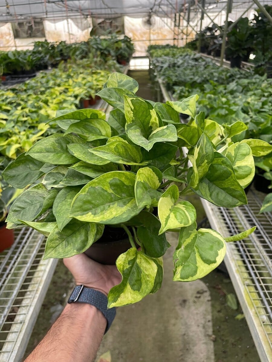 Pothos 'Lemon Meringue'-Indoor Plants-Trendy Gardener