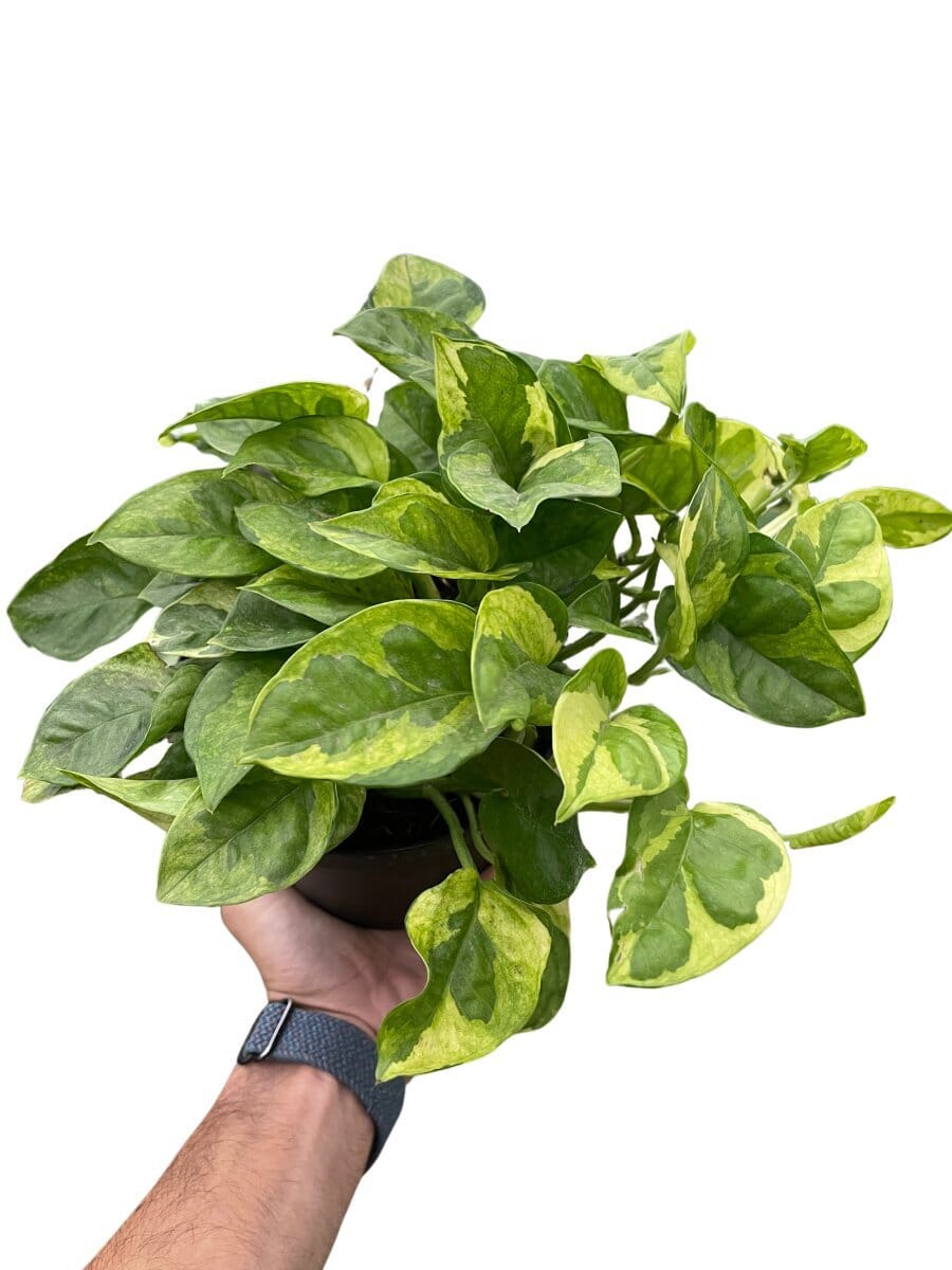 Pothos 'Lemon Meringue'-Indoor Plants-Trendy Gardener