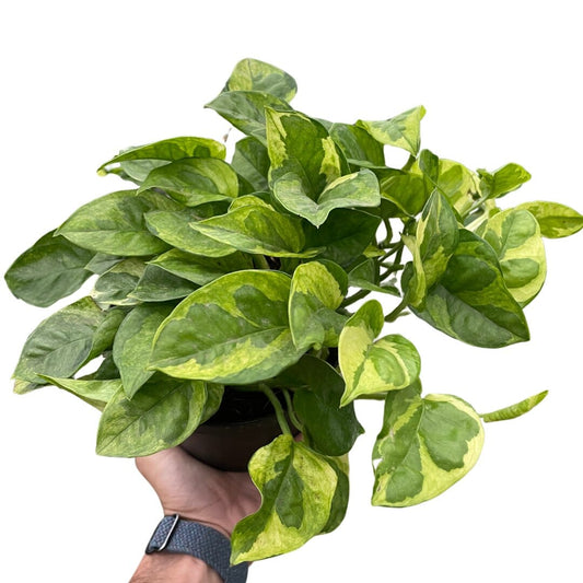 Pothos 'Lemon Meringue'-Indoor Plants-Trendy Gardener