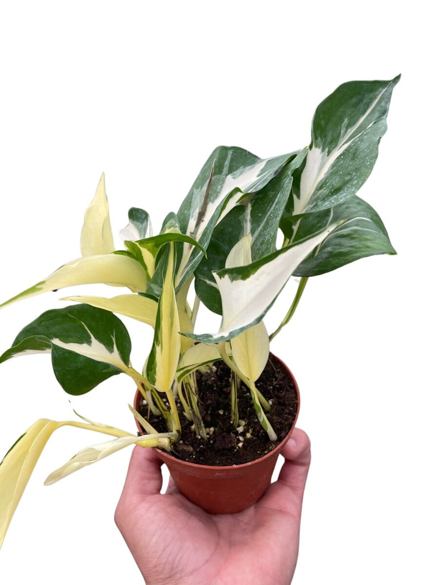 Pothos Manjula-Indoor Plants-Trendy Gardener