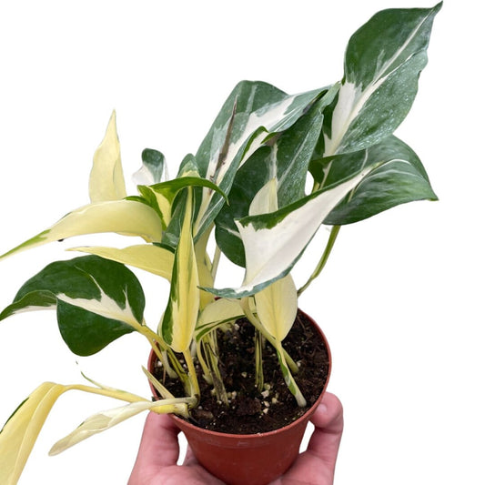 Pothos Manjula-Indoor Plants-Trendy Gardener