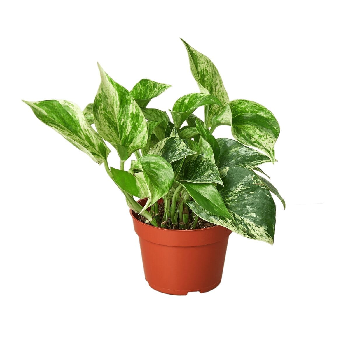 Pothos 'Marble Queen'-Indoor Plants-Trendy Gardener