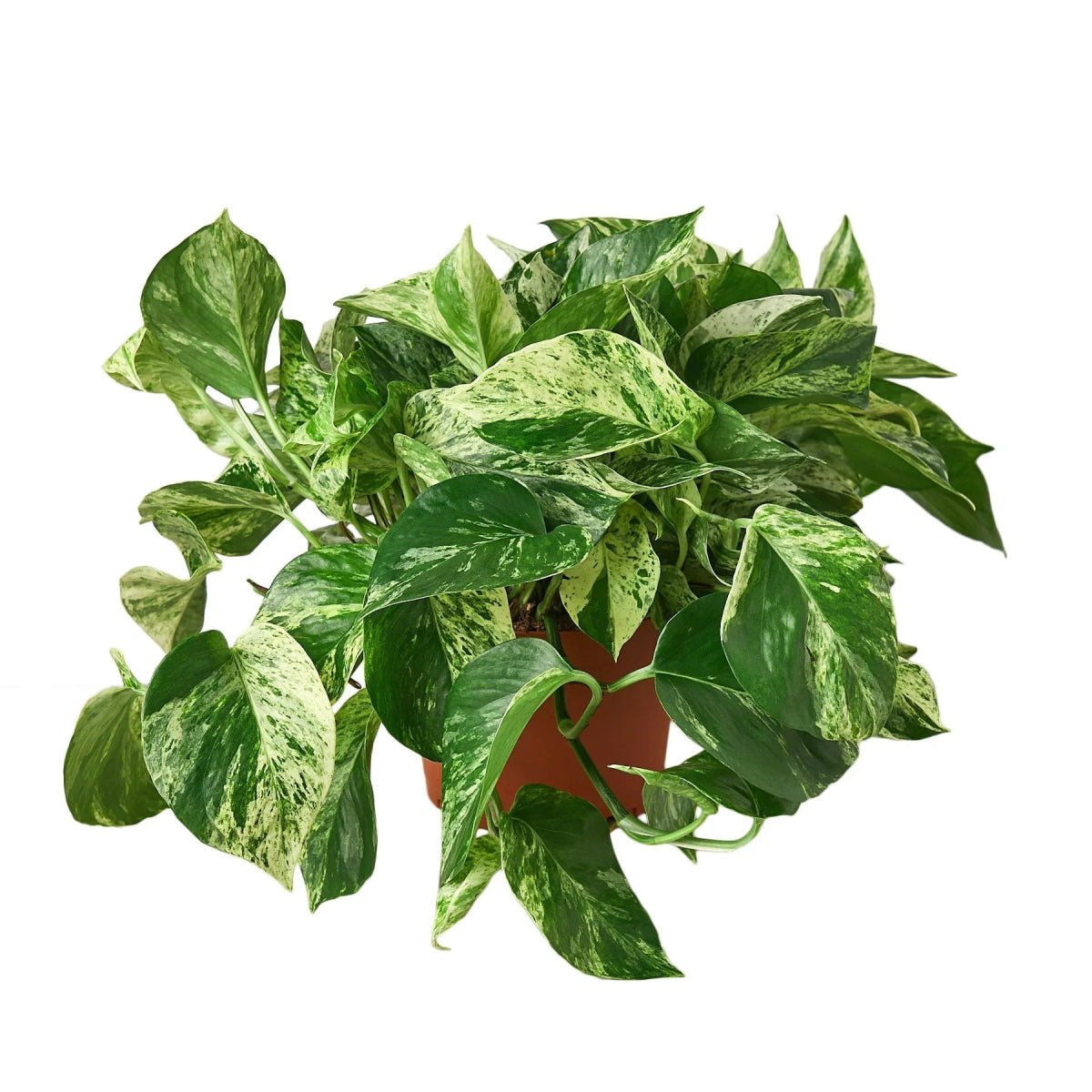 Pothos 'Marble Queen'-Indoor Plants-Trendy Gardener