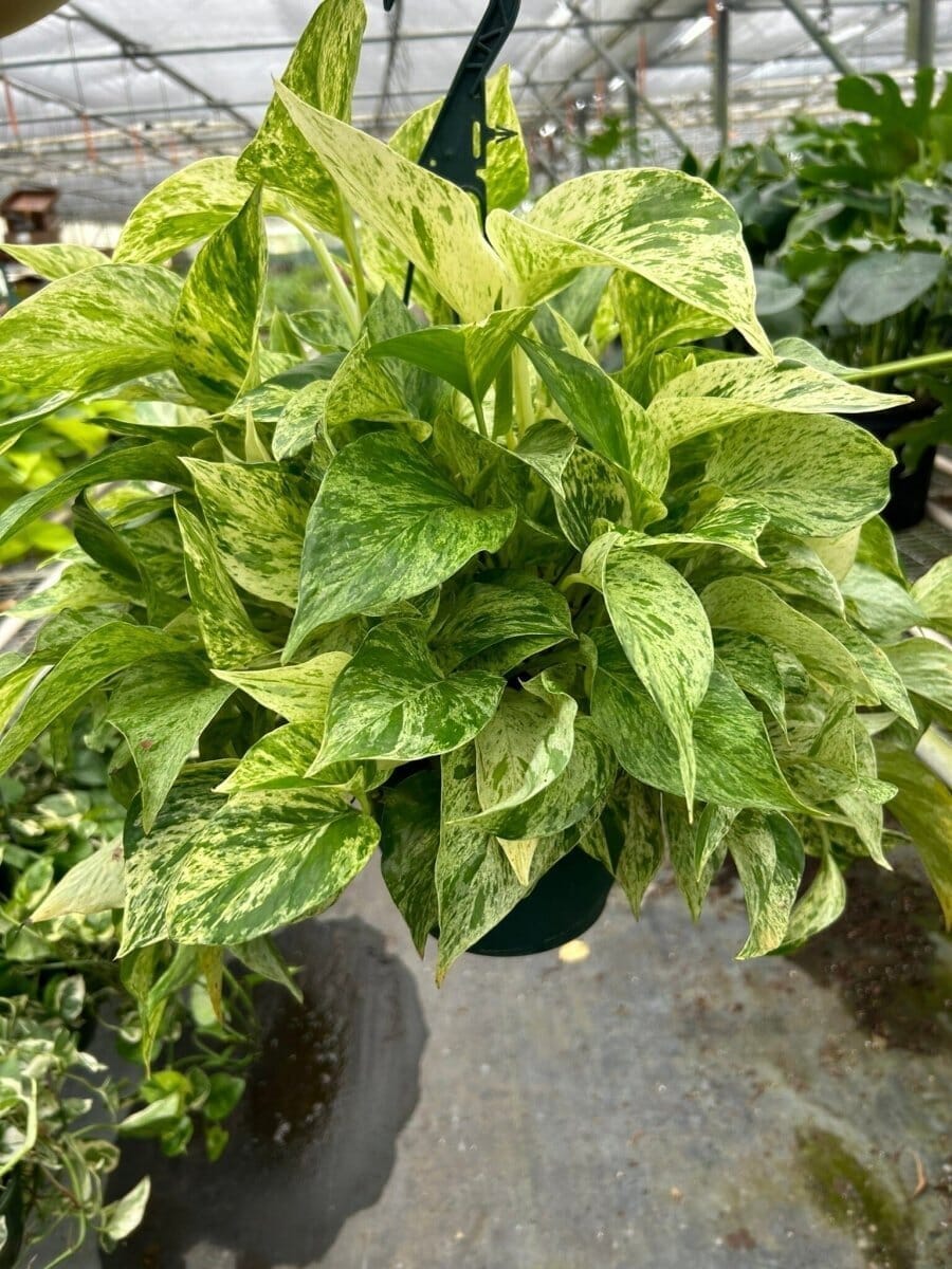 Pothos 'Marble Queen'-Indoor Plants-Trendy Gardener