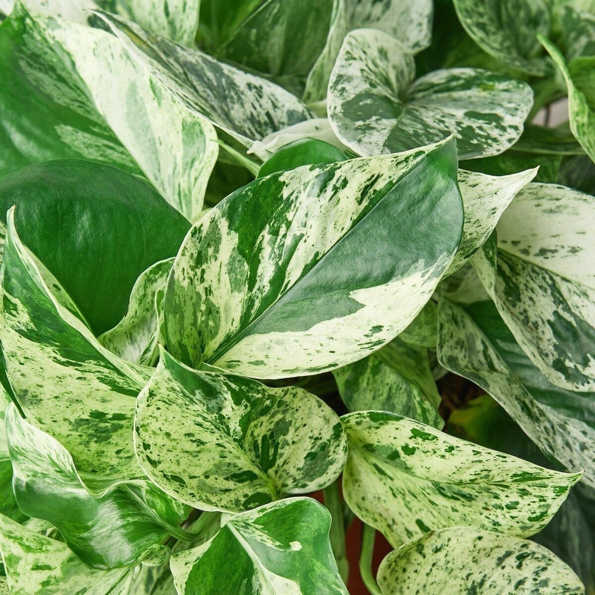 Pothos 'Marble Queen'-Indoor Plants-Trendy Gardener