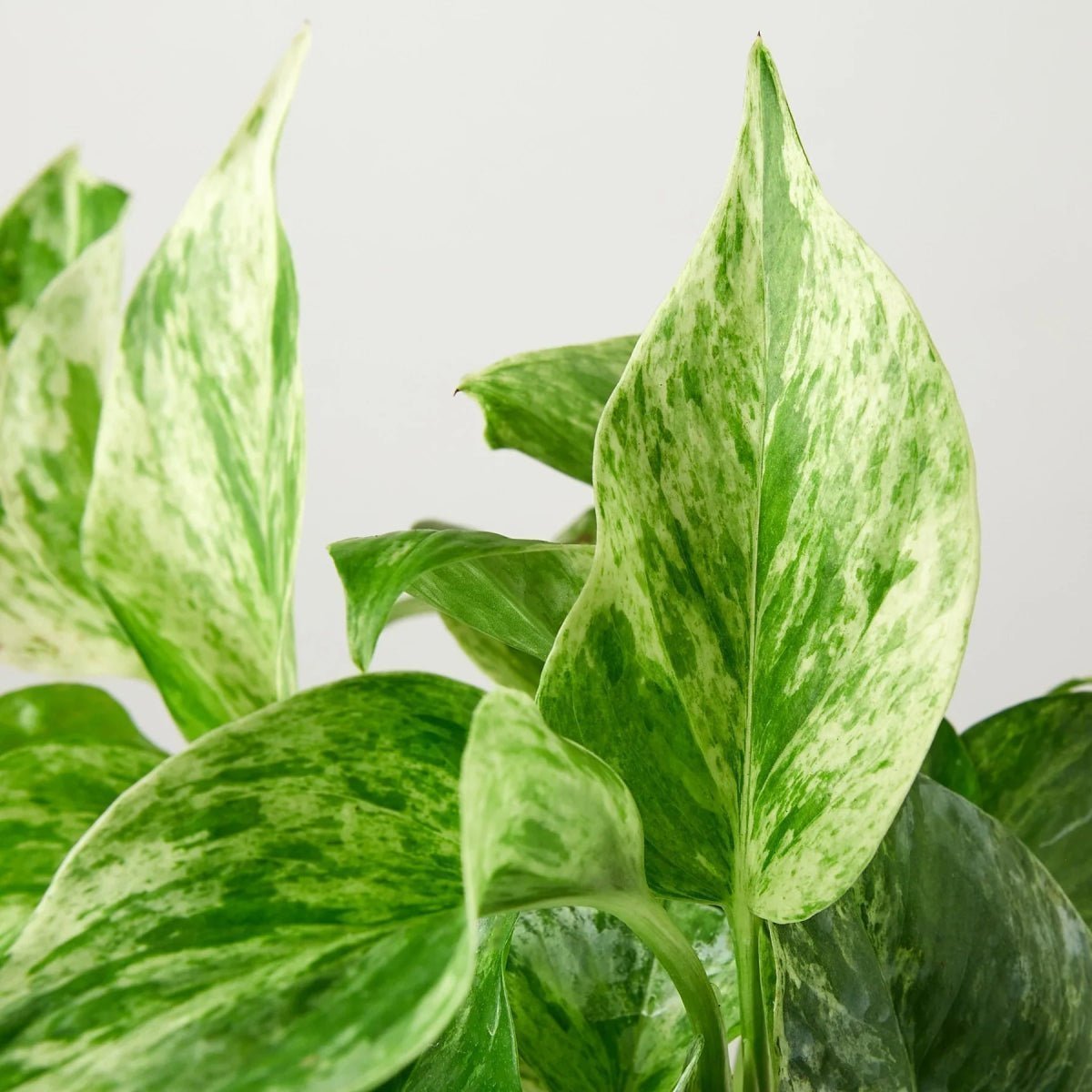 Pothos 'Marble Queen'-Indoor Plants-Trendy Gardener