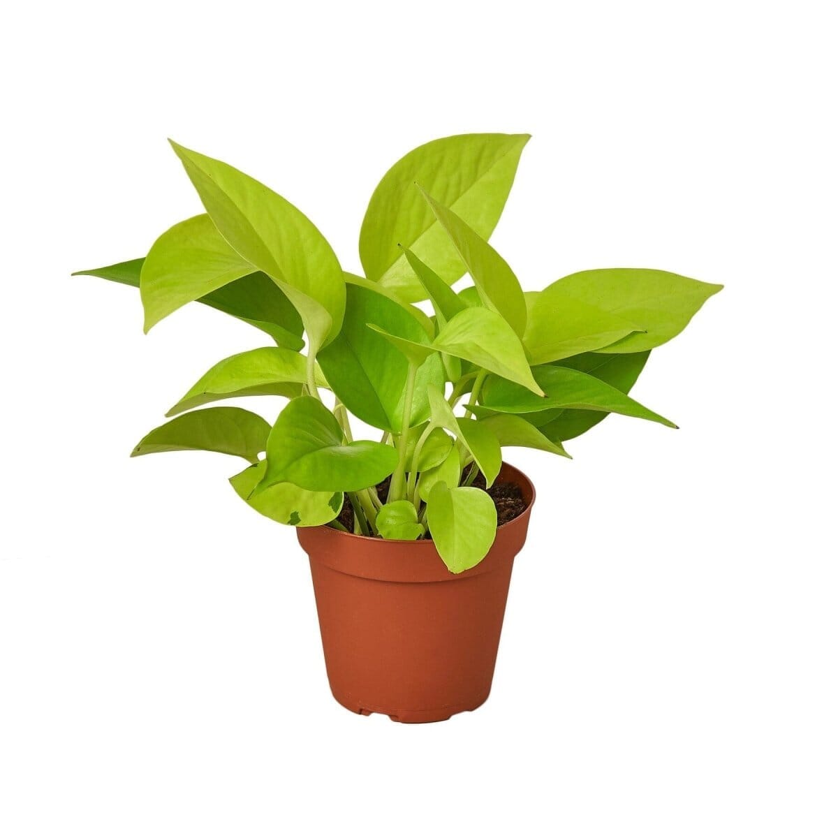 Pothos 'Neon'-Indoor Plants-Trendy Gardener