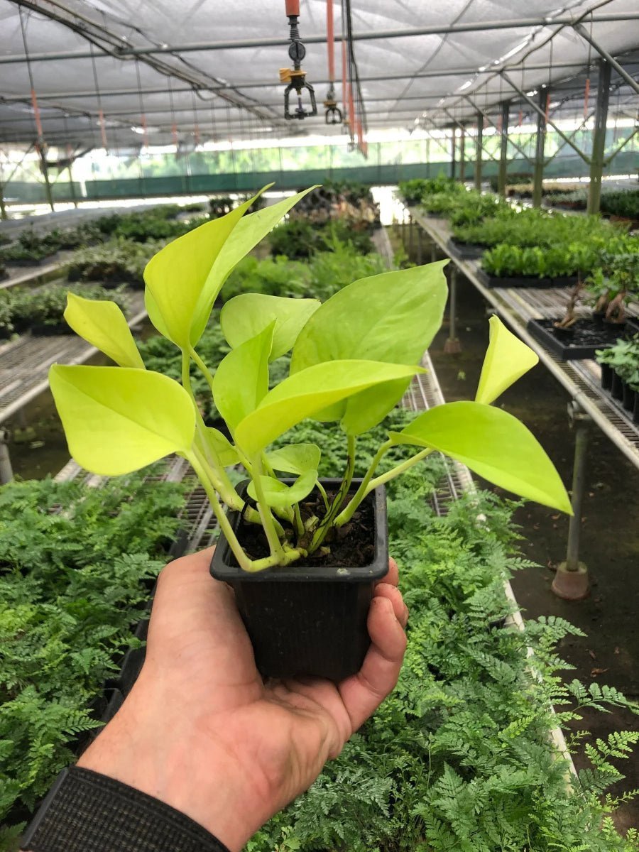 Pothos 'Neon'-Indoor Plants-Trendy Gardener