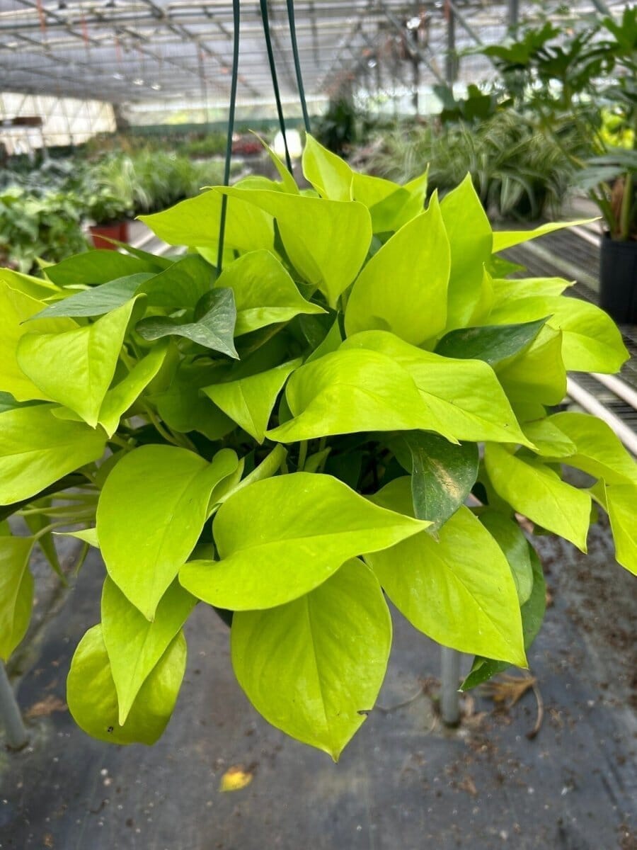 Pothos 'Neon'-Indoor Plants-Trendy Gardener