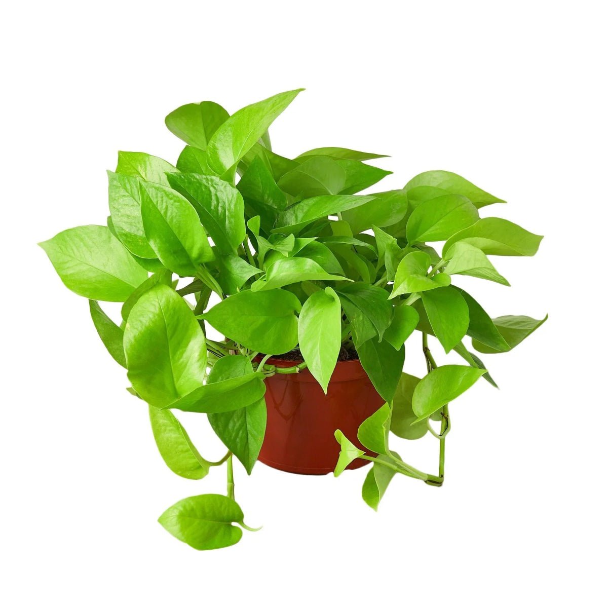 Pothos 'Neon'-Indoor Plants-Trendy Gardener