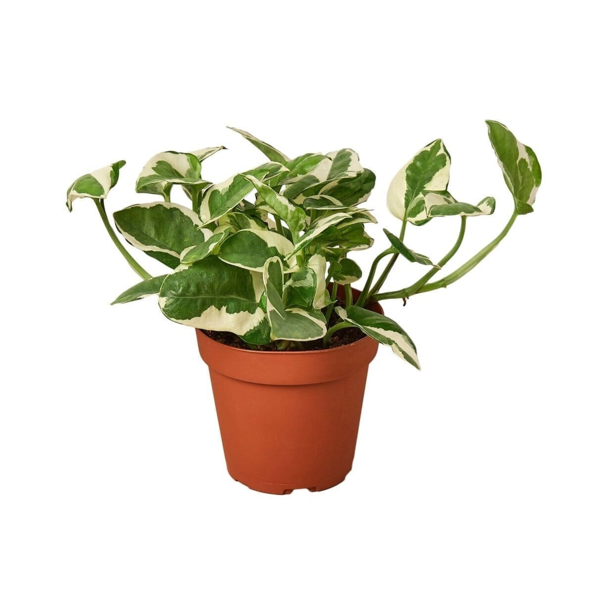 Pothos 'N'joy'-Indoor Plants-Trendy Gardener