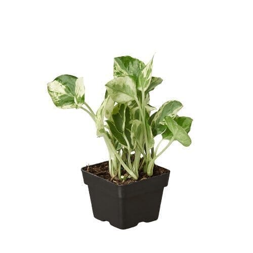 Pothos 'N'joy'-Indoor Plants-Trendy Gardener